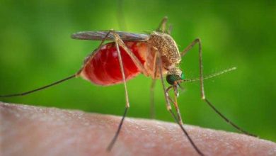 After a mosquito pool tested positive for West Nile Virus, the City of McKinney to spray area for mosquitoes