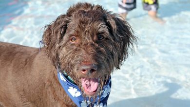 City of Mesquite to host 17th Annual Doggie Splash Day