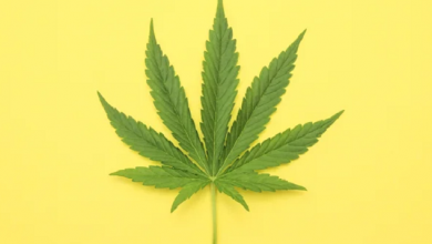 Denton City Council chose to ignore the will of the voters regarding marijuana