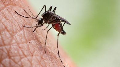 The city of Arlington is conducting target ground spraying this week after confirming four positive West Nile Virus (WNV) mosquito samples