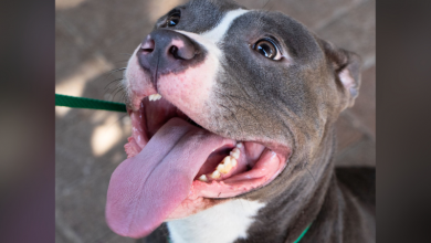 Mesquite Animal Shelter to offer free pet adoptions on Aug. 26