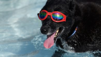 Doggie Splash Day: Mesquite’s canine water wonderland returns for 17th year