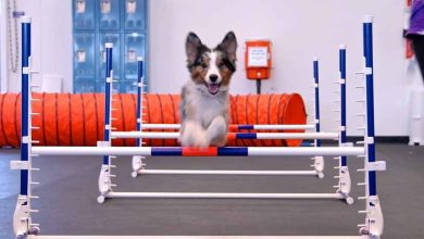 Zoom Room Dallas – Plano is about to launch affordable dog training and agility